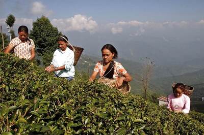 GJM Leader on Fast Unto Death Over Higher Bonus Demand for Darjeeling Tea Garden Workers