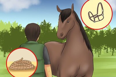 How to Catch a Horse