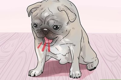 How to Save a Choking Dog