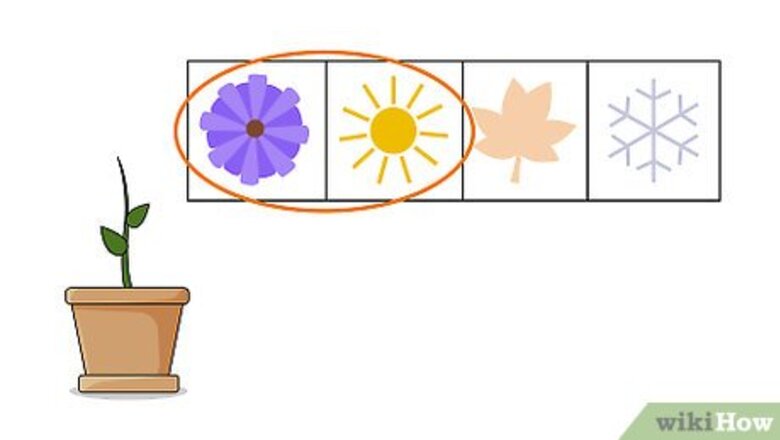How to Plant Columbine