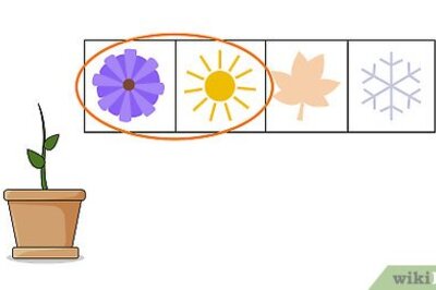 How to Plant Columbine