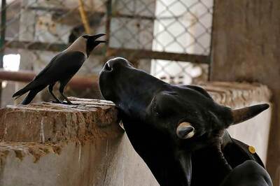 Cow Killers Get Stricter Punishment Than Errant Drivers: Delhi Court