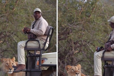 This Video Of Safari Guide's Scary Encounter With Lion Is Not For Faint-Hearted
