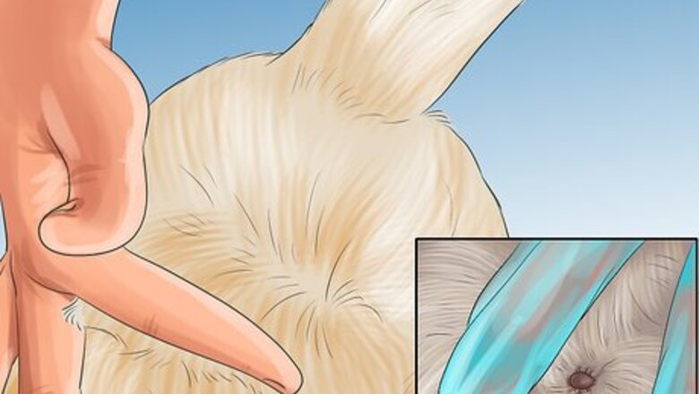 How to Help an Itching Dog