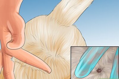 How to Help an Itching Dog