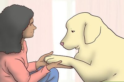 How to Help an Older Dog Grieve the Loss of Its Owner
