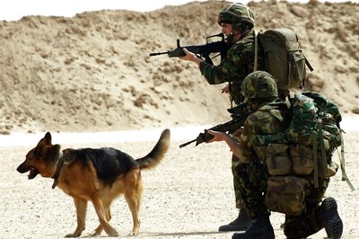 British army dogs get their own personal protection equipment