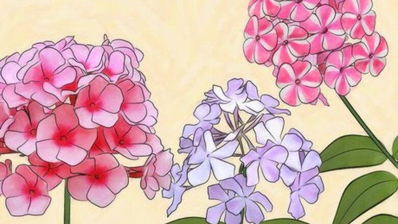 How to Grow Phlox