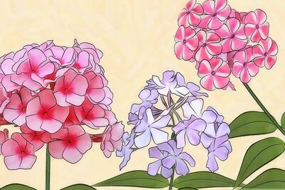 How to Grow Phlox