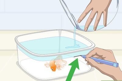 How to Clean a Fish Bowl