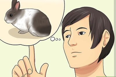 How to Care for Dutch Rabbits