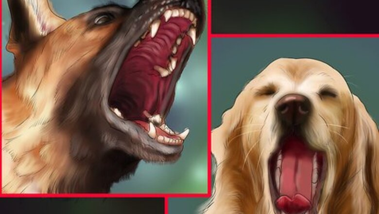 How to Help an Emotionally Disturbed Dog