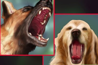 How to Help an Emotionally Disturbed Dog