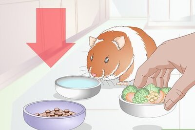 How to Make Your Hamster Happy