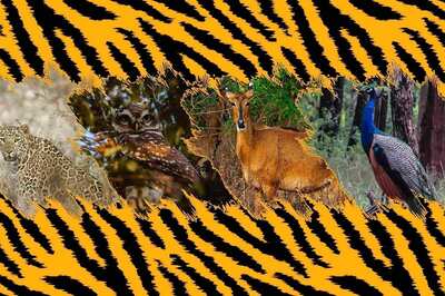 Nagpur’s Gorewada International Zoo to Soon Offer African Wildlife Safari to Visitors