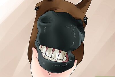 How to Tell a Horse's Age by Its Teeth