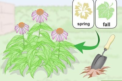How to Divide Coneflowers