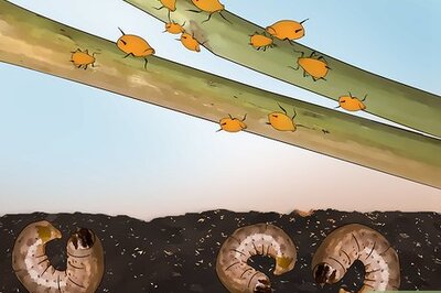 How to Buy Organic Insecticides