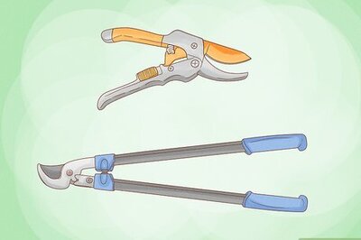 How to Prune Red Currants