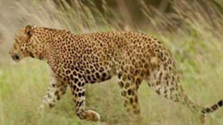 Zoo tries out live-in for leopards