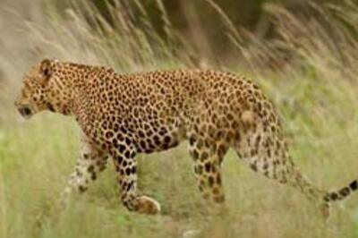 Zoo tries out live-in for leopards