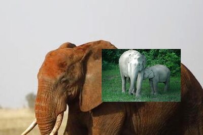 IFS Officer Shares Picture Of Baby Elephant Feeding its Calf, Internet in Awe