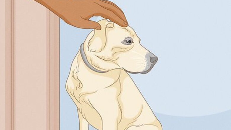 How to Select a Labrador Retriever