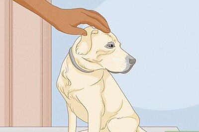How to Select a Labrador Retriever