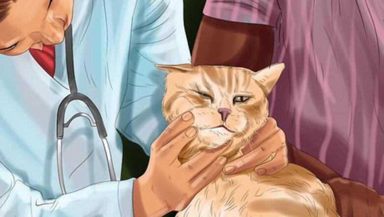 How to Treat Vision Problems in Senior Cats