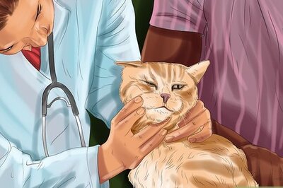 How to Treat Vision Problems in Senior Cats