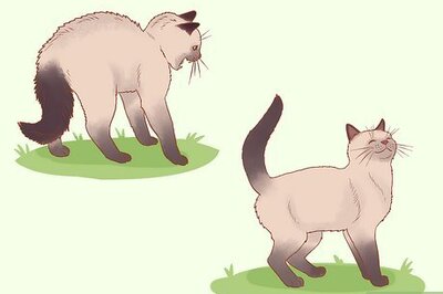 How to Apologize to a Cat