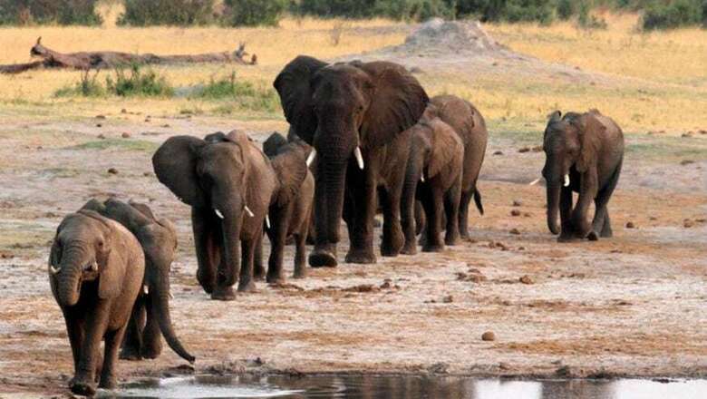 Four Trampled to Death by Elephant in Tamil Nadu