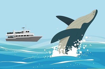 How to Save Blue Whales