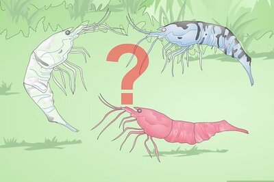 How to Make a Shrimp Aquarium