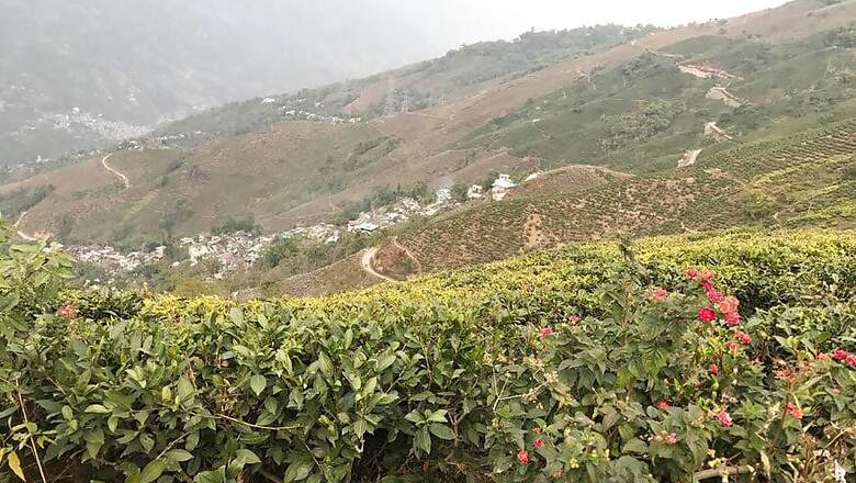 West Bengal Allows 100% Workforce Deployment in Tea Gardens, Jute Mills from June 1