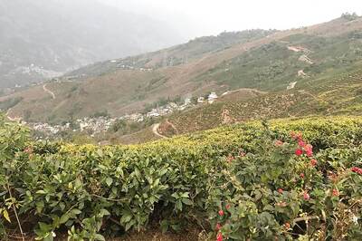 West Bengal Allows 100% Workforce Deployment in Tea Gardens, Jute Mills from June 1