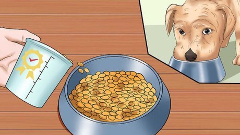 How to Prevent Hip Dysplasia in Dogs