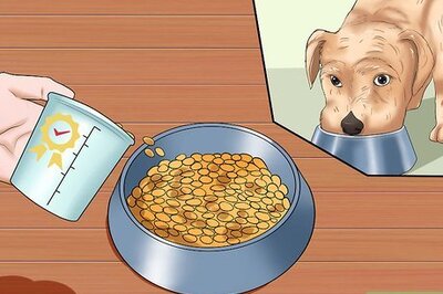 How to Prevent Hip Dysplasia in Dogs