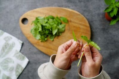 3 Quick Ways to Freeze Basil to Keep All Year