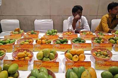 It's an 'aam' affair in aam aadmi's Delhi