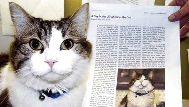 Meet Oscar The Therapy Cat Who Could Predict Death And Provide Comfort to Patients