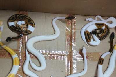 DRI Seizes Ball Pythons, Corn Snakes at Mumbai Airport, One Held