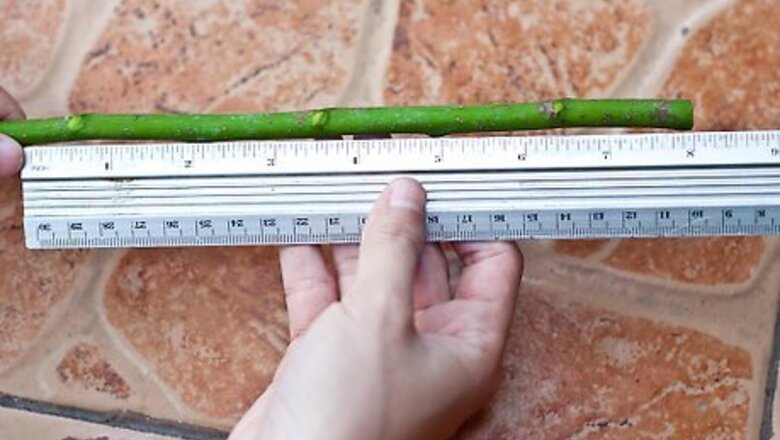 How to Make a Willow Whistle