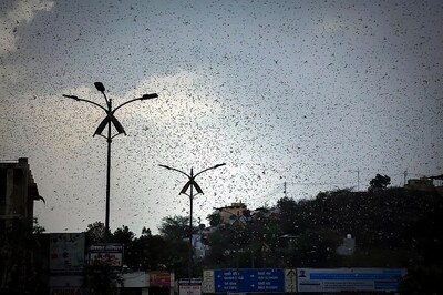 Plea in NGT Seeks Implementation of Centre's Contingency Plan to Control Locust Attack
