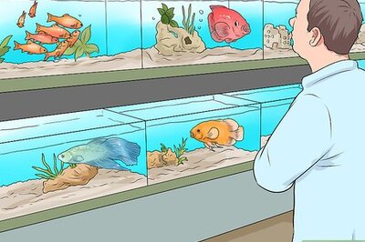 How to Make Aquarium Setups Stand Out