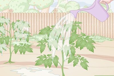 How to Prevent Spider Mites