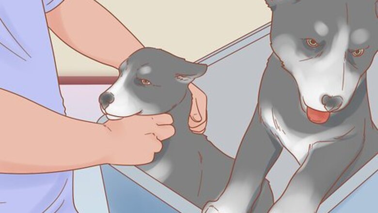 How to Care for a Husky