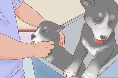 How to Care for a Husky