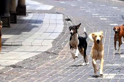 Stray Dog Enters Goa Airport Runway, Forces Vistara Flight to Return to Bengaluru