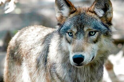 Wisconsin Hunters Exceed Wolf Target By Nearly 100 Animals